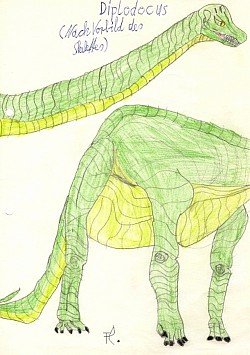 Diplodocus : ZeichenStudie nach Vorbild seines Skelettes.
