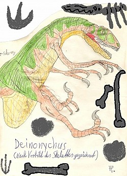 Deinonychus : ZeichenStudie nach Vorbild seines Skelettes.