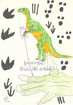 Iguanodon : ZeichenStudie nach Vorbild seines Skelettes.