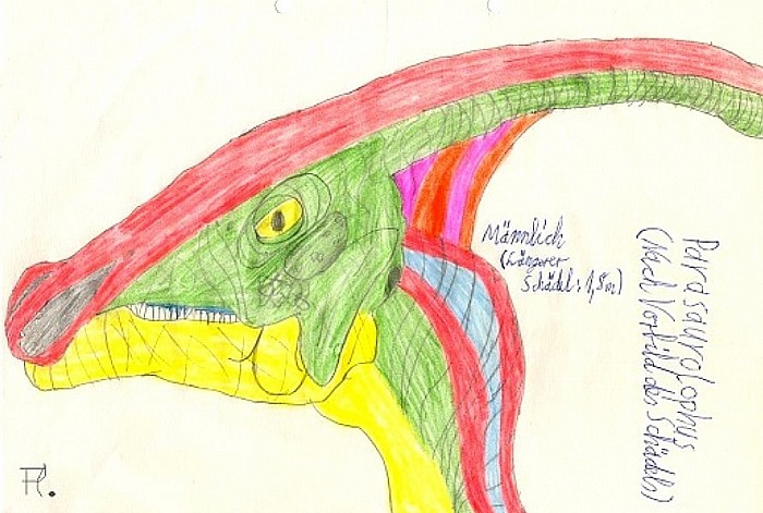 Parasaurolophus : ZeichenStudie nach Vorbild seines Schädels aus einem Dinosaurier - Sammelheft.