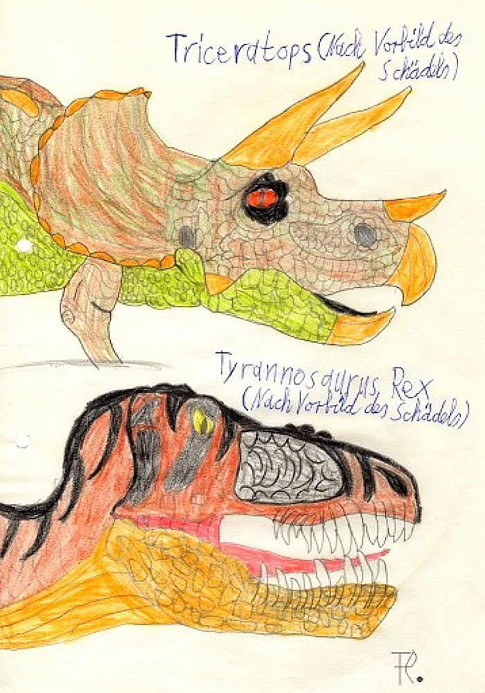 ZeichenStudien : Triceratops und Tyrannosarurus rex, jeweils nach Vorbild der Skelette und Schädel aus den ersten beiden Dinosaurier - Sammelheften.